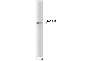 Western blot analysis of Nucleoporin p62 on HeLa cell lysate.