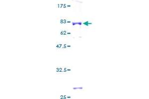 Aminoacylase 1 Protein (ACY1) (AA 1-408) (GST tag)