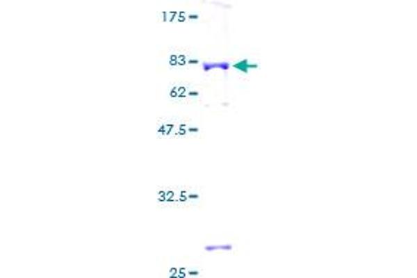 Aminoacylase 1 Protein (ACY1) (AA 1-408) (GST tag)