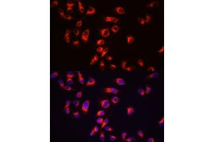 anti-Microtubule-Associated Protein tau (MAPT) (AA 1-100) antibody