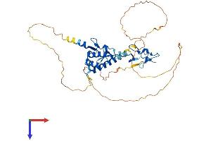 LHX1 Protein (AA 1-406) (His tag)