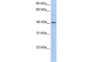 WB Suggested Anti-PELI3 Antibody Titration: 0. (Pellino 3 抗体  (N-Term))