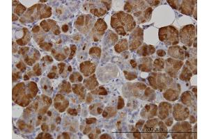 Immunoperoxidase of monoclonal antibody to AMY1A on formalin-fixed paraffin-embedded human salivary gland. (AMY1A 抗体  (AA 172-245))