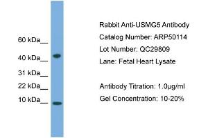 WB Suggested Anti-USMG5  Antibody Titration: 0. (USMG5 抗体  (N-Term))