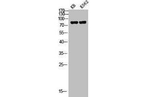 Western Blot analysis of KB K562 cells using c-Myb Polyclonal Antibody