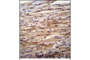 SFRP2 Antibody (C-term) (ABIN6243546 and ABIN6577328) immunohistochemistry analysis in formalin fixed and paraffin embedded human heart tissue followed by peroxidase conjugation of the secondary antibody and DAB staining. (SFRP2 抗体  (C-Term))