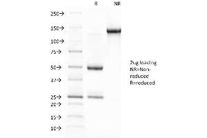 SDS-PAGE Analysis Purified Glycophorin A Mouse Monoclonal Antibody (JC159). (CD235a/GYPA 抗体)
