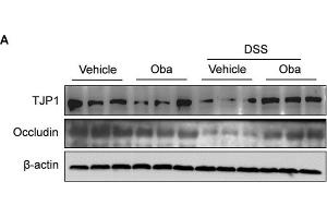 Western Blotting (WB) image for anti-Occludin (OCLN) (AA 263-522) antibody (ABIN6144996)
