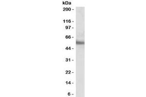 Western blot testing of human MOLT4 cell lysate with ERG antibody at 0. (ERG 抗体)