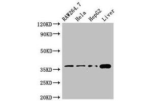 Western Blot Positive WB detected in: RAW264. (CDX4 抗体  (AA 16-174))