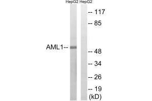 Western Blotting (WB) image for anti-Runt-Related Transcription Factor 1 (RUNX1) (Ser435) antibody (ABIN7179972)