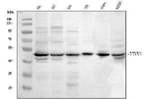 Western blot analysis of YB1 using anti-YB1 antibody (ABIN3043966).