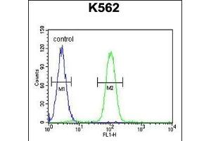 SP1 Antibody (C-term ) (ABIN655398 and ABIN2844945) flow cytometric analysis of K562 cells (right histogram) compared to a negative control cell (left histogram). (SP1 抗体  (C-Term))