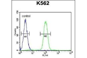 SP1 Antibody (C-term ) (ABIN655398 and ABIN2844945) flow cytometric analysis of K562 cells (right histogram) compared to a negative control cell (left histogram). (SP1 抗体  (C-Term))