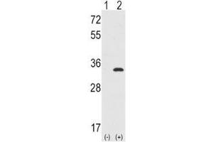 Western blot analysis of CDC2 antibody and 293 cell lysate either nontransfected (Lane 1) or transiently transfected with the CDC2 gene (2). (CDK1 抗体  (AA 1-29))