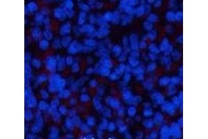 Immunofluorescence analysis of Rat spleen tissue using ERK 1 Monoclonal Antibody at dilution of 1:200. (ERK1 抗体)