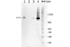 5ug of total protein from (1) Arabidopsis thaliana leaf extracted with Protein ExtrationBuffer, PEB , (2) Spinacia oleracea total cell, extracted with PEB, (3)Hordeum vulgare total cell extracted with PEB, (4) Zea mays total cell extracted withPEB, were separated on 4-12% NuPage (Invitrogen) LDS-PAGE and blotted 1h toPVDF. (PCK1 抗体)