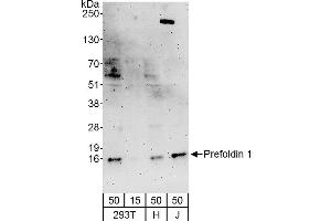 anti-Prefoldin Subunit 1 (PFDN1) (AA 72-122) antibody