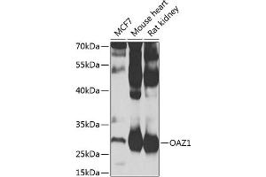 Western blot analysis of extracts of various cell lines, using O antibody (ABIN6128394, ABIN6144987, ABIN6144988 and ABIN6223321) at 1:1000 dilution. (OAZ1 抗体  (AA 1-68))