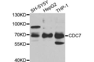 Western blot analysis of extracts of various cell lines, using CDC7 antibody (ABIN5973364) at 1/1000 dilution. (CDC7 抗体)