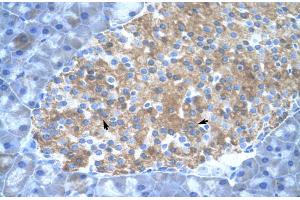 Mouse Pancreas (PIAS2 抗体  (C-Term))