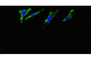 Immunofluorescent analysis of Hela cells using ABIN7144489 at dilution of 1:100 and Alexa Fluor 488-congugated AffiniPure Goat Anti-Rabbit IgG(H+L) (APP 抗体)