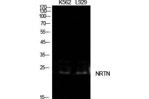 Western Blot (WB) analysis of K562, L929 cells using NTN Polyclonal Antibody. (Neurturin 抗体  (Internal Region))