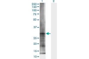 Western Blot analysis of ELA3B expression in transfected 293T cell line by ELA3B monoclonal antibody (M06), clone 3H3. (Elastase 3B 抗体  (AA 19-270))