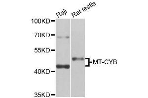 Western blot analysis of extracts of various cell lines, using MT-CYB antibody (ABIN5996506) at 1/1000 dilution. (Cytochrome b 抗体)