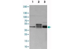 Western blot analysis of cell lysates with MAFB polyclonal antibody  at 1:250-1:500 dilution. (MAFB 抗体)