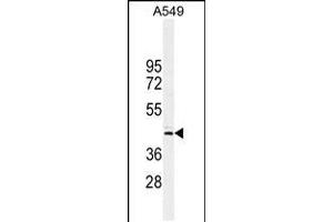 Western blot analysis in A549 cell line lysates (35ug/lane). (FAM46D 抗体  (AA 210-239))