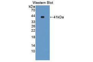 Western blot analysis of the recombinant protein. (NR1H3 抗体  (AA 93-432))