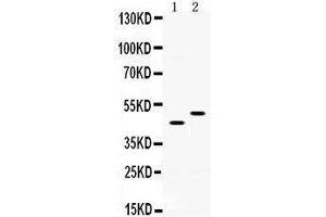 Observed bind size: 45, 50KD (SLC10A1 抗体  (C-Term))