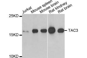 Western Blotting (WB) image for anti-Tachykinin 3 (TAC3) antibody (ABIN1980328) (Tachykinin 3 抗体)
