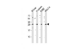 All lanes : Anti-SLA2 Antibody (Center) at 1:2000 dilution Lane 1: mouse liver lysates Lane 2: human spleen lysates Lane 3: K562 whole cell lysates Lane 4: MOLT-4 whole cell lysates Lysates/proteins at 20 μg per lane. (SLAP2 抗体  (AA 138-169))