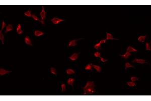 ABIN6274921 staining 293 by IF/ICC. (BMP8B 抗体  (Internal Region))