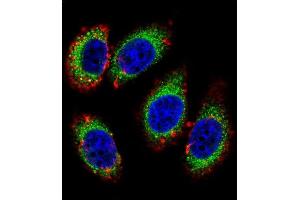 Immunofluorescence (IF) image for anti-KH-Type Splicing Regulatory Protein (KHSRP) (AA 470-498) antibody (ABIN6243242)