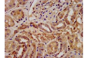 IHC image of ABIN7167453 diluted at 1:300 and staining in paraffin-embedded human kidney tissue performed on a Leica BondTM system. (STRA6 抗体  (AA 530-667))