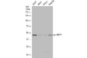 WB Image BAT1 antibody detects BAT1 protein by western blot analysis. (DDX39B 抗体)