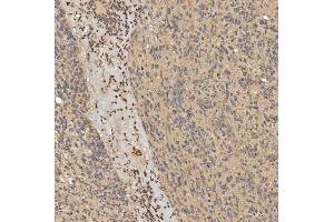 IHC analysis of SLC25A24 using anti-SLC25A24 antibody (ABIN7599228).