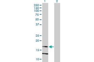 LY86 antibody  (AA 1-162)