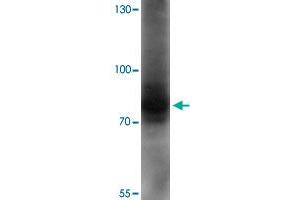 Western blot analysis of AFAP1L1 in A-549 cell lysate with AFAP1L1 polyclonal antibody  at 1 ug/mL.