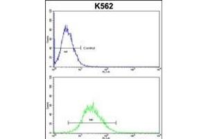 EN2 Antibody (C-term) f flow cytometric analysis of k562 cells (bottom histogram) compared to a negative control cell (top histogram). (EN2 抗体  (C-Term))
