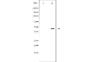 Western blot analysis of E2F1 phosphorylation expression in Etoposide treated HeLa whole cell lysates,The lane on the left is treated with the antigen-specific peptide. (E2F1 抗体  (pThr433))