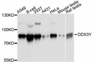 Western blot analysis of extracts of various cell lines, using DDX3Y antibody. (DDX3Y 抗体  (AA 1-210))