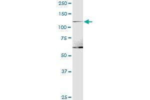 ITGA1 MaxPab polyclonal antibody. (Integrin alpha 1 抗体  (AA 1-1179))