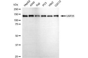 anti-Ubiquitin Specific Peptidase 25 (USP25) antibody