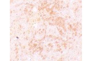 Immunohistochemical staining of rat spleen cells with HVCN1 polyclonal antibody  at 5 ug/mL.