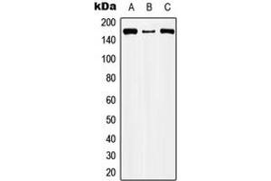 Western blot analysis of CIC expression in HEK293T (A), Raw264. (CIC 抗体  (Center))