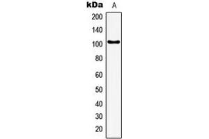 Western Blotting (WB) image for anti-General Transcription Factor IIIC, Polypeptide 3, 102kDa (GTF3C3) (N-Term) antibody (ABIN7297578)